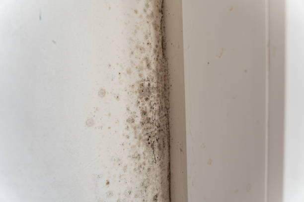  , USA Mold Removal Pros